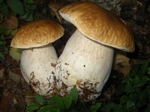 A Gorizia un corso per la raccolta funghi