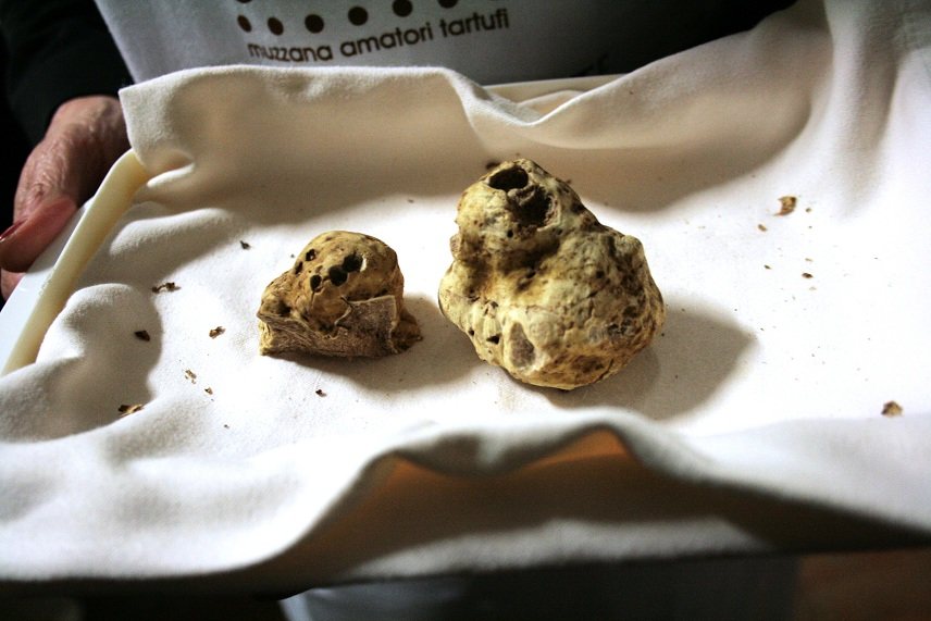 Fiera del tartufo bianco pregiato friulano a Muzzana del Turgnano (UD)