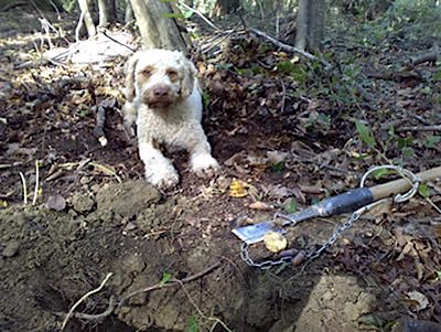 La filiera del tartufo: aspetti analitici e investigativi