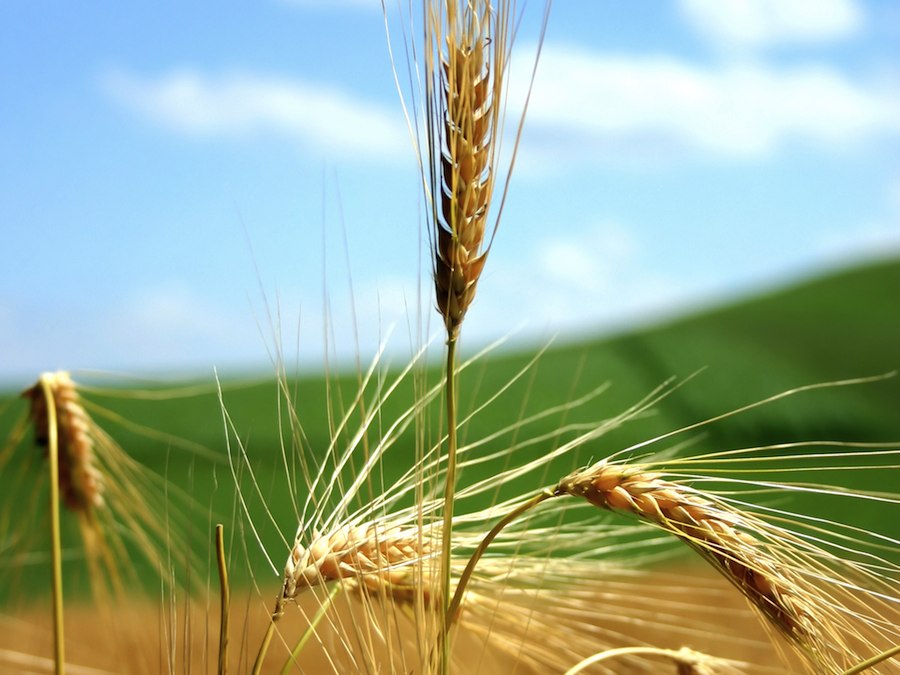 Agricoltura, incremento delle assunzioni del 30 percento