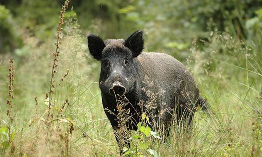 A Ravascletto alla scoperta del cinghiale