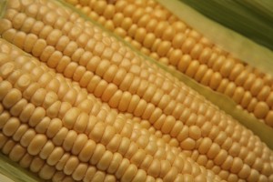 La Provincia di Gorizia dice No agli OGM