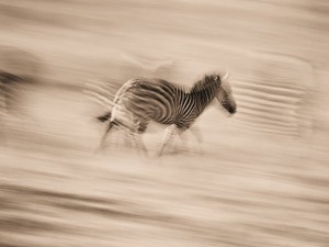 zebra corsa