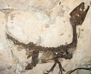 ALLA SCOPERTA DEI DINOSAURI ITALIANI