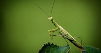 Cos’è l’amore?