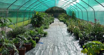 La flora autoctona friulana: divulgazione delle attività di ricerca e future progettualità promosse dall’Orto Botanico Friulano